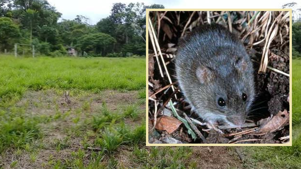 Hantavirus Sospechan De Un Caso En Jujuy