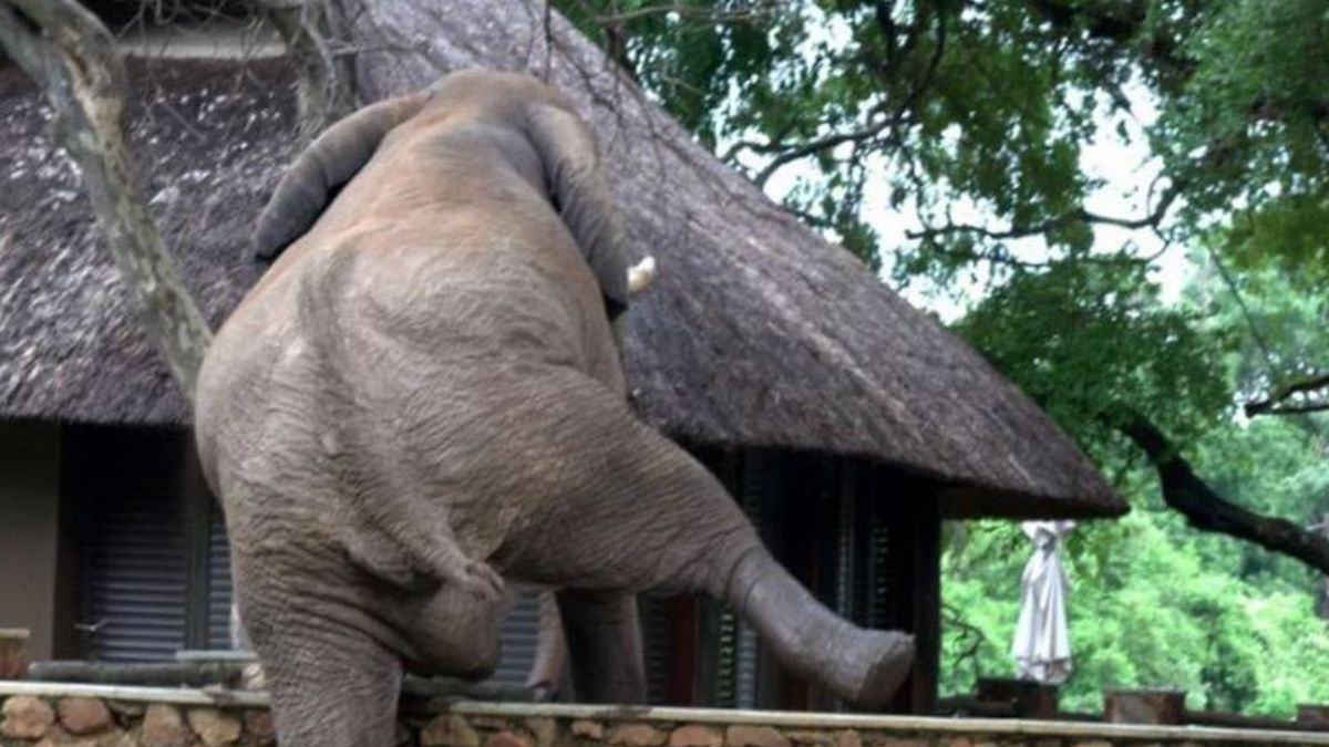 Elefante saltó una pared para robar mangos y se volvió viral