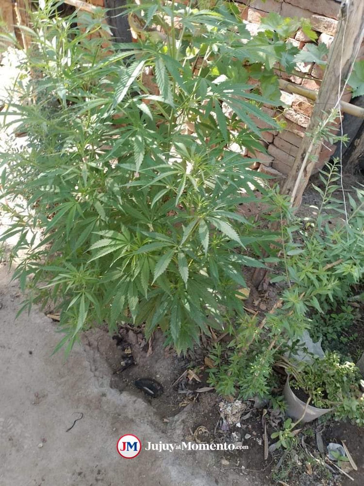 Secuestra más de 20 plantas de marihuana tras un allanamiento en Aguas