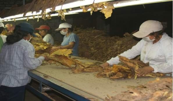 Pascuttini: “Apuntamos a un programa estratégico sobre la actividad tabacalera”