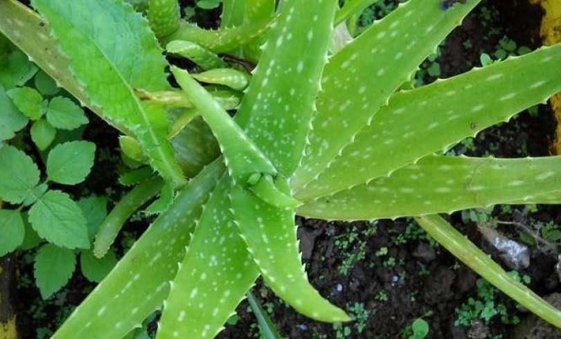 se puede congelar el gel de aloe vera