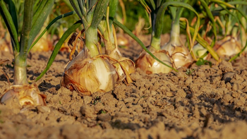 Productores agrícolas jujeños: 