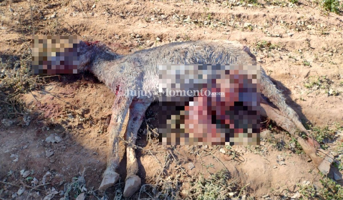 Pumas atemorizan a vecinos de Maimará: encontraron varios burros muertos