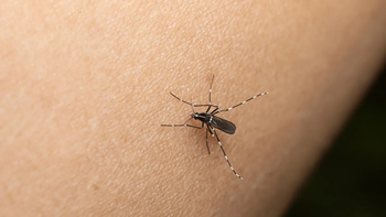 Cerrando la temporada sin casos, se lanzó la campaña de prevención del dengue