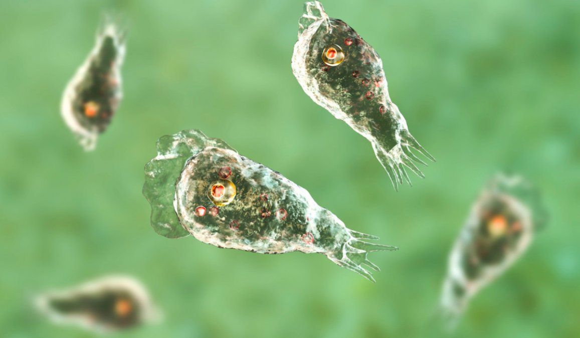 El cambio climático podría disparar los casos de amebas comecerebros y bacterias comecarne, advierten expertos