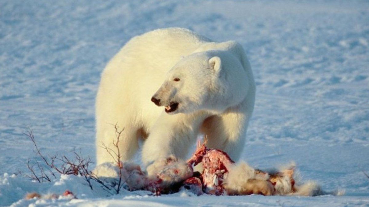 Por el calentamiento global, cada vez más osos polares recurren al