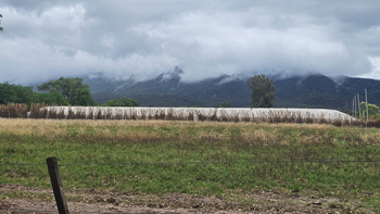 Productor de Finca El Pongo sobre Cannava: