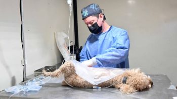 Zoonosis municipal: mirá el cronograma de atención del quirófano móvil en los barrios