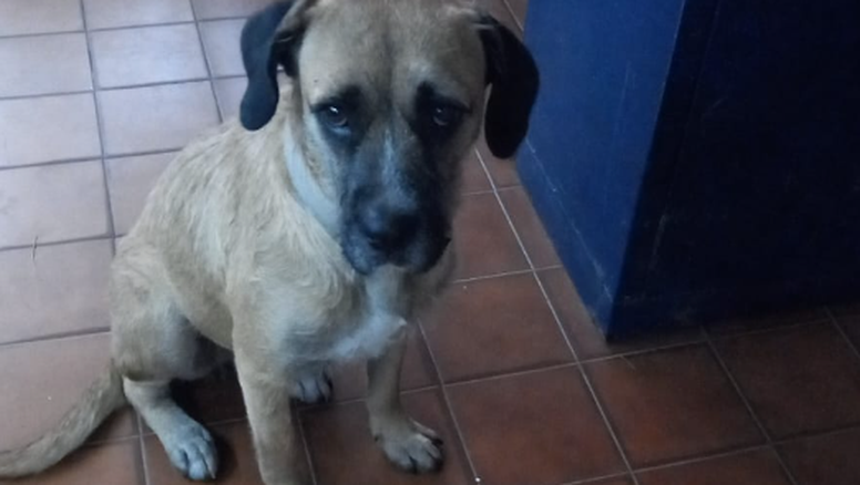 San Pedrito: el rostro triste de una perra que no encuentra a sus dueños