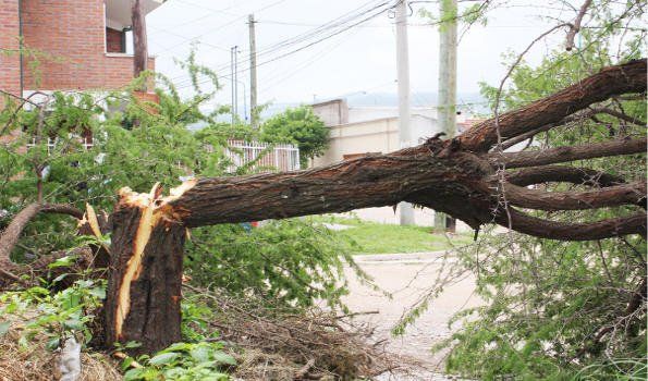 Preocupación por destrucción de especie arbórea en Chijra