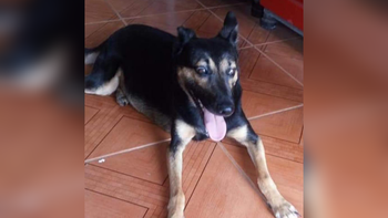 Palpalá: buscan a una perra que huyó tras fuertes lluvias