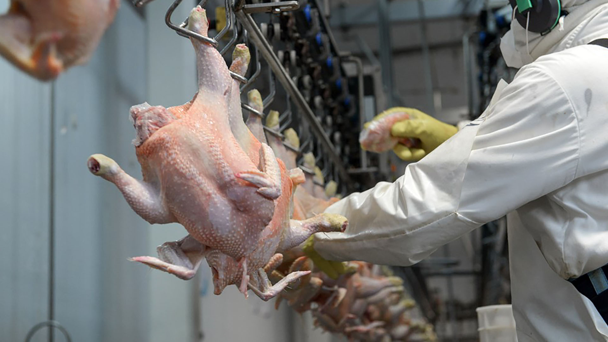 Argentina vuelve a exportar carne aviar a China tras el levantamiento de restricciones