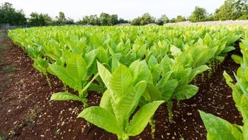 Tabaco: acordaron un 35% de aumento y productores advierten que 