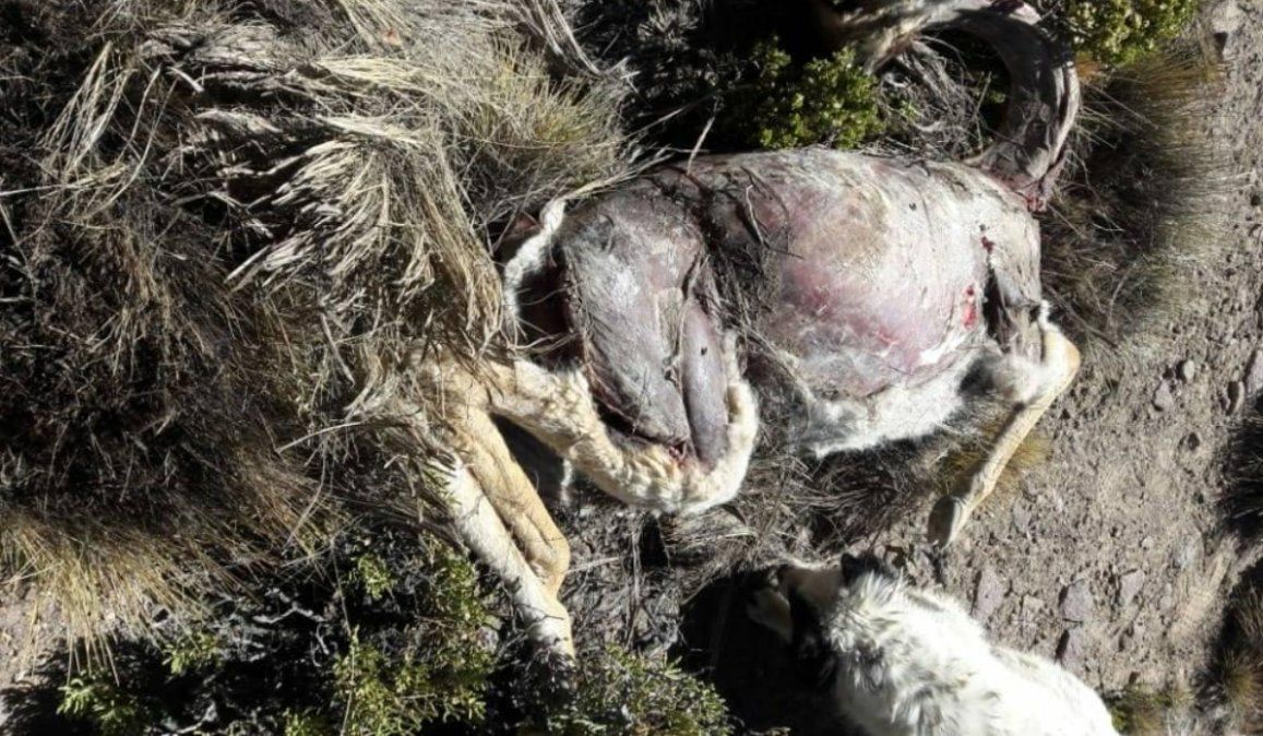 Denuncian caza furtiva de vicuñas en la Puna