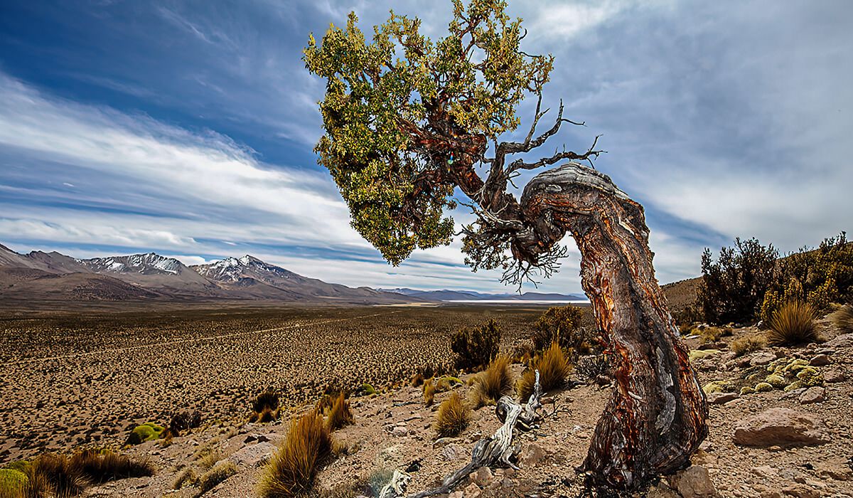 Un proyecto busca reforestar Queñoa, árboles típicos de la Puna