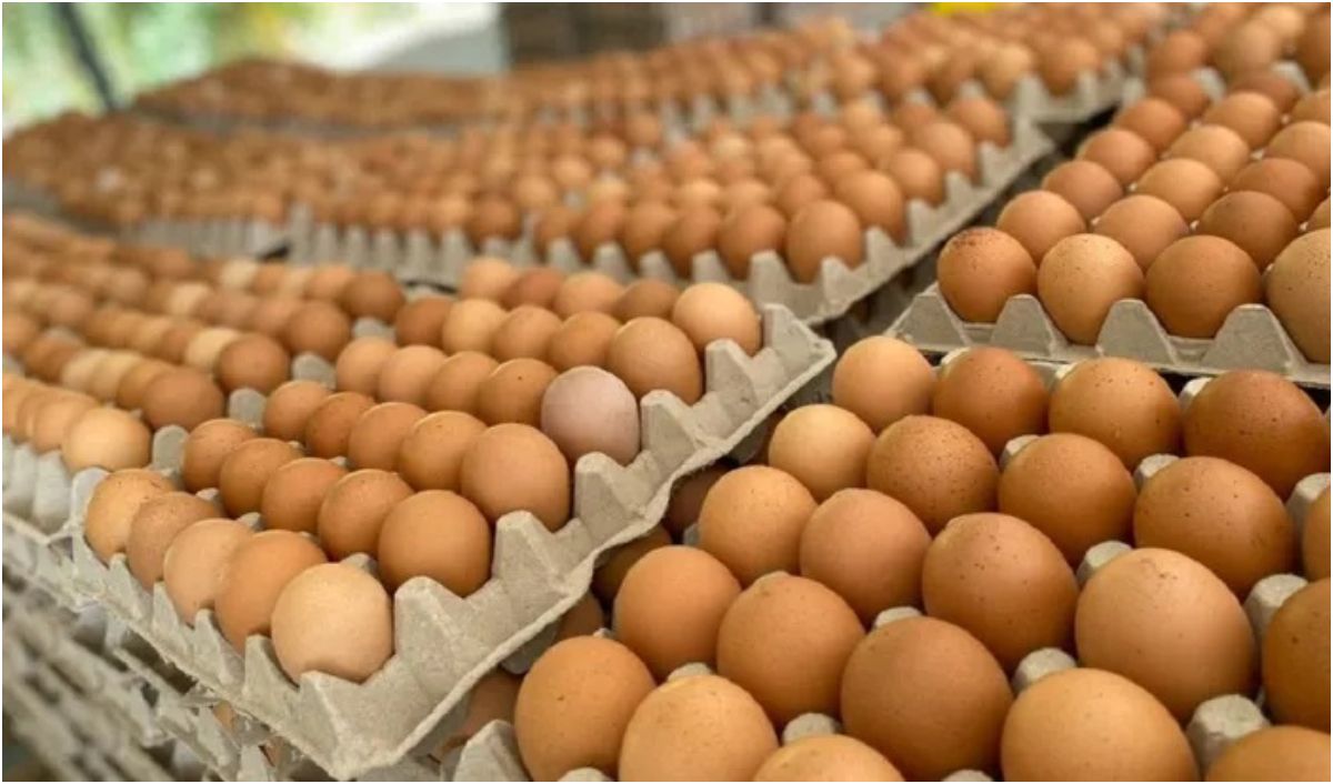 El precio del huevo subirá entre $50 y $100 esta semana