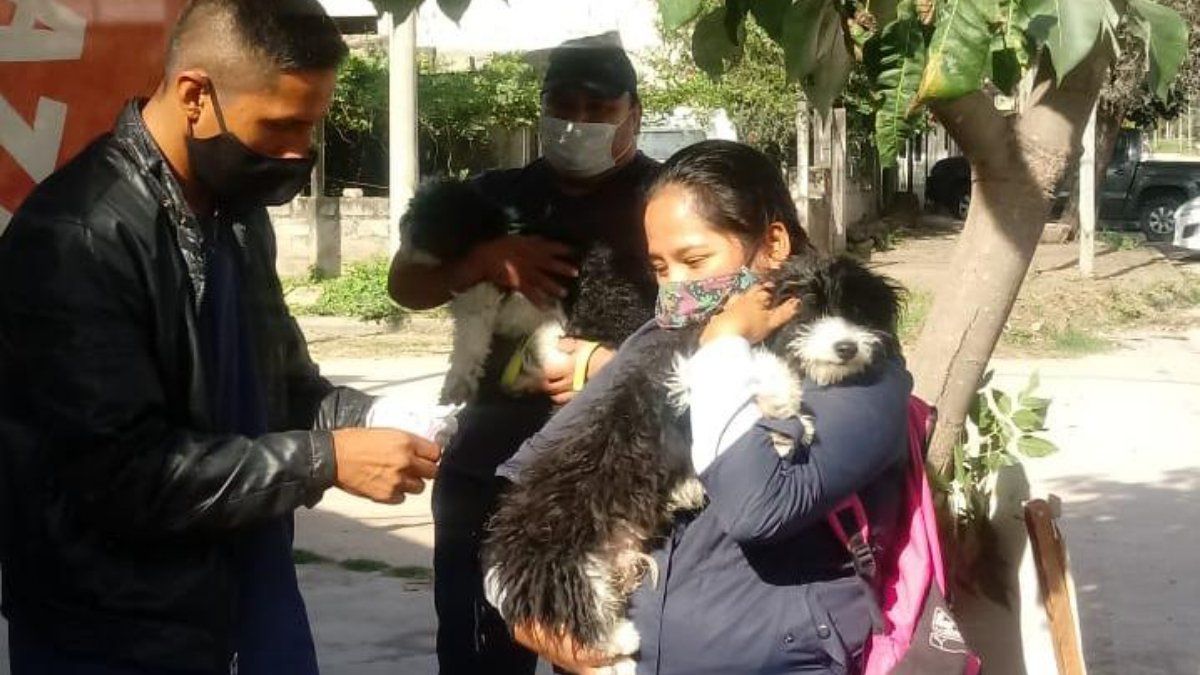 Castración de mascotas por los barrios: mirá el cronograma de esta semana - Vimarsana News