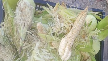 Invasión de loros afecta a pequeños productores de Purmamarca