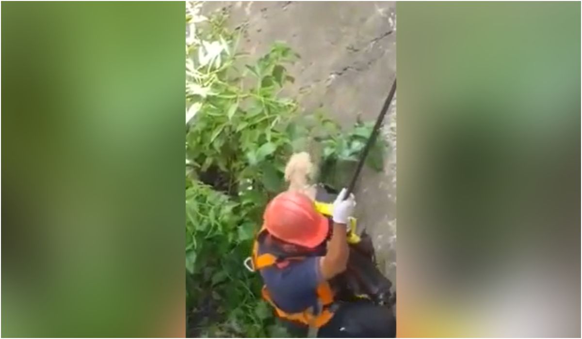 Bomberos rescataron a una perrita que se cayó a un canal