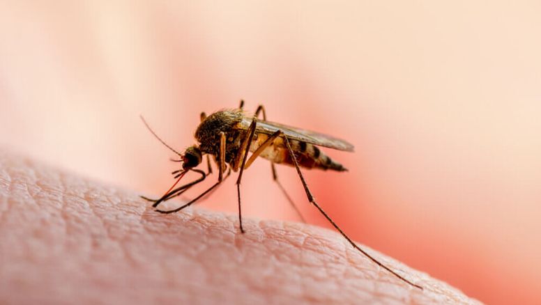 Llegaron 10 mil vacunas contra el dengue a Jujuy y se aplicarán en solo cuatro departamentos