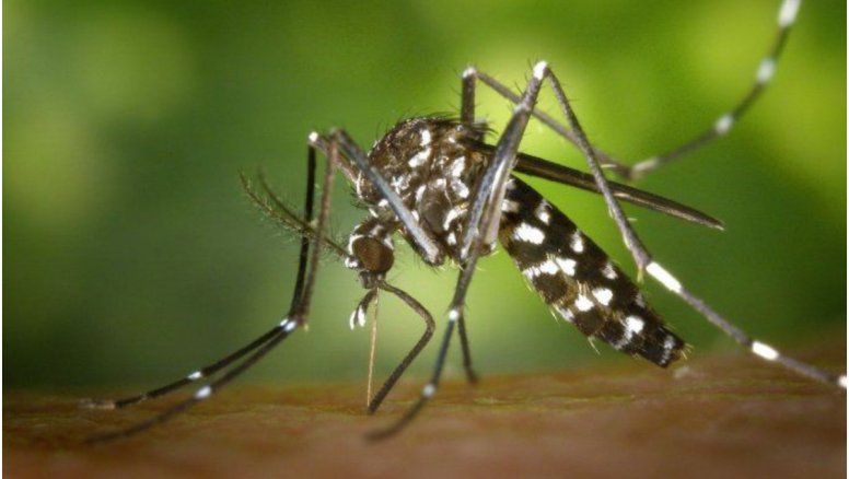 Jujuy superó los 10.000 casos de dengue