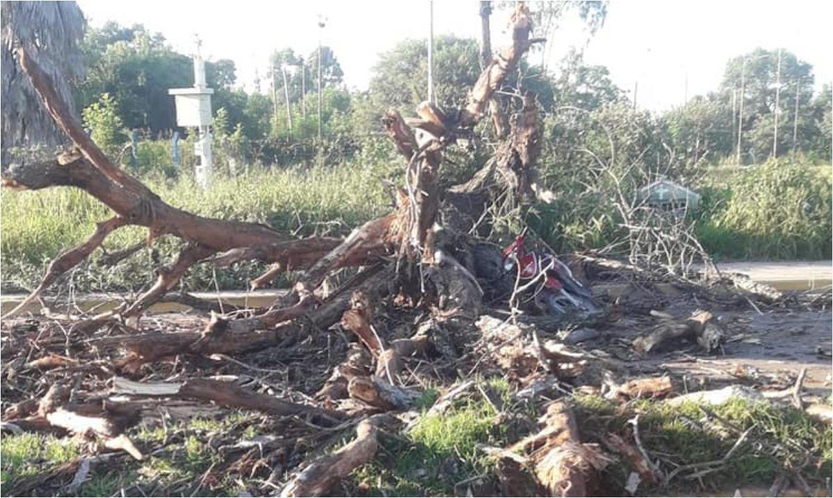 Pareja en moto se salvó de milagro: se les cayó un árbol en el ingreso a Perico