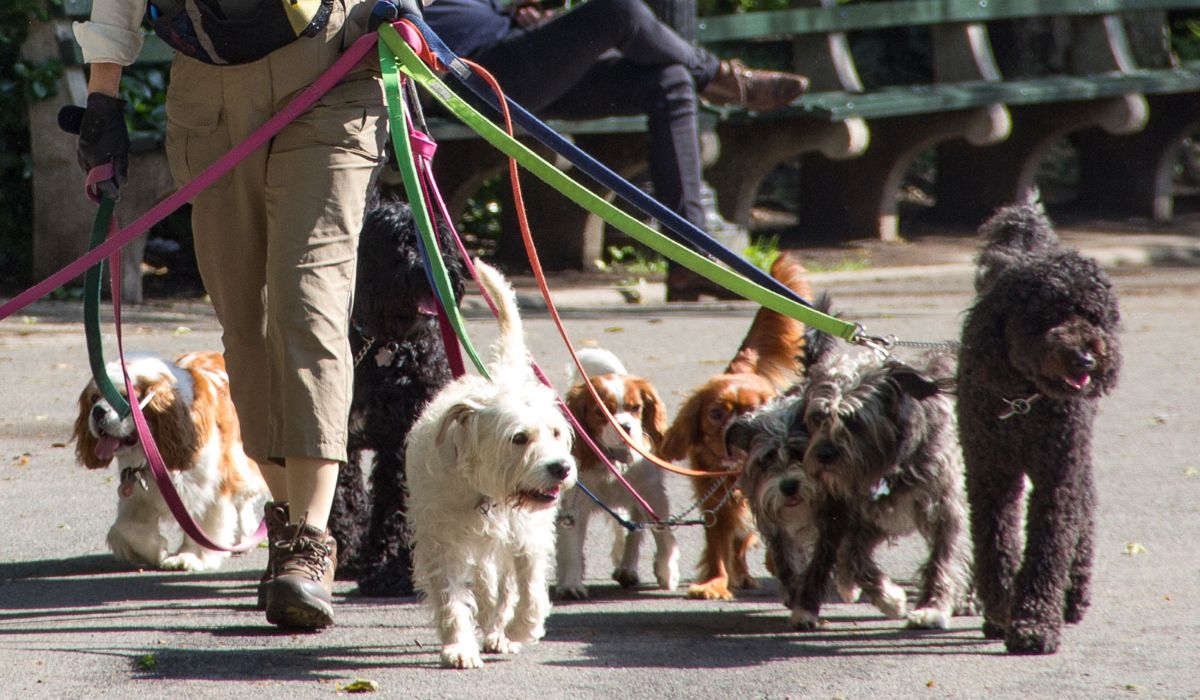 Paseadores de perros: Crearán un registro y reglas para la actividad en Jujuy