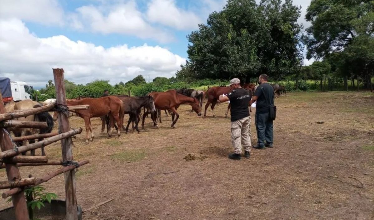 Se realiza el remate de vacas, cerdos y caballos en Jujuy: todos los detalles