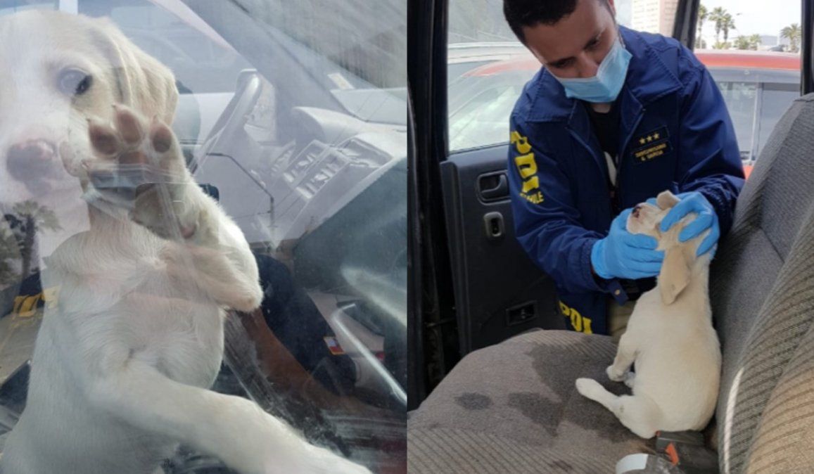 Policía rescató a cachorro encerrado dentro de un vehículo en Chile