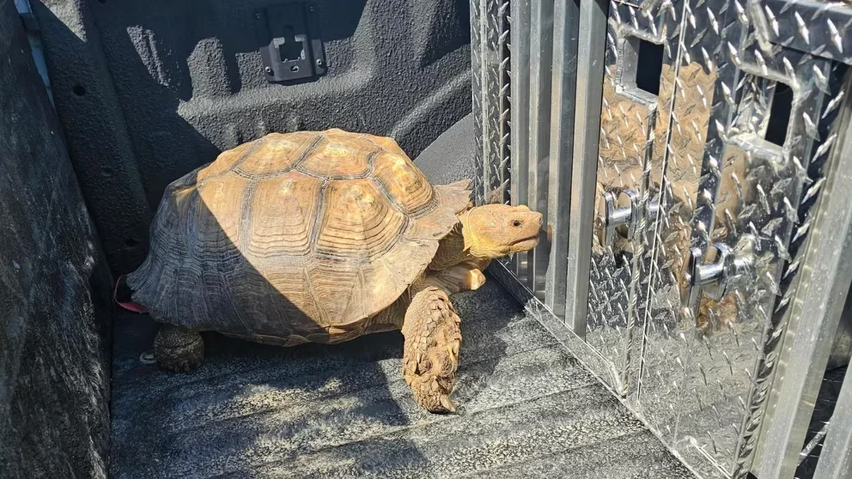 Tortuga gigante de 100 años se escapó de casa sin que sus dueños se dieran cuenta