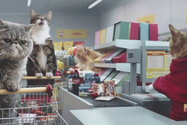 Los gatos más famosos de Instagram ya salen en TV