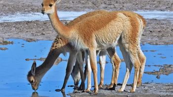 Los encontraron con 9 vicuñas faenadas en plena Puna jujeña: fueron detenidos