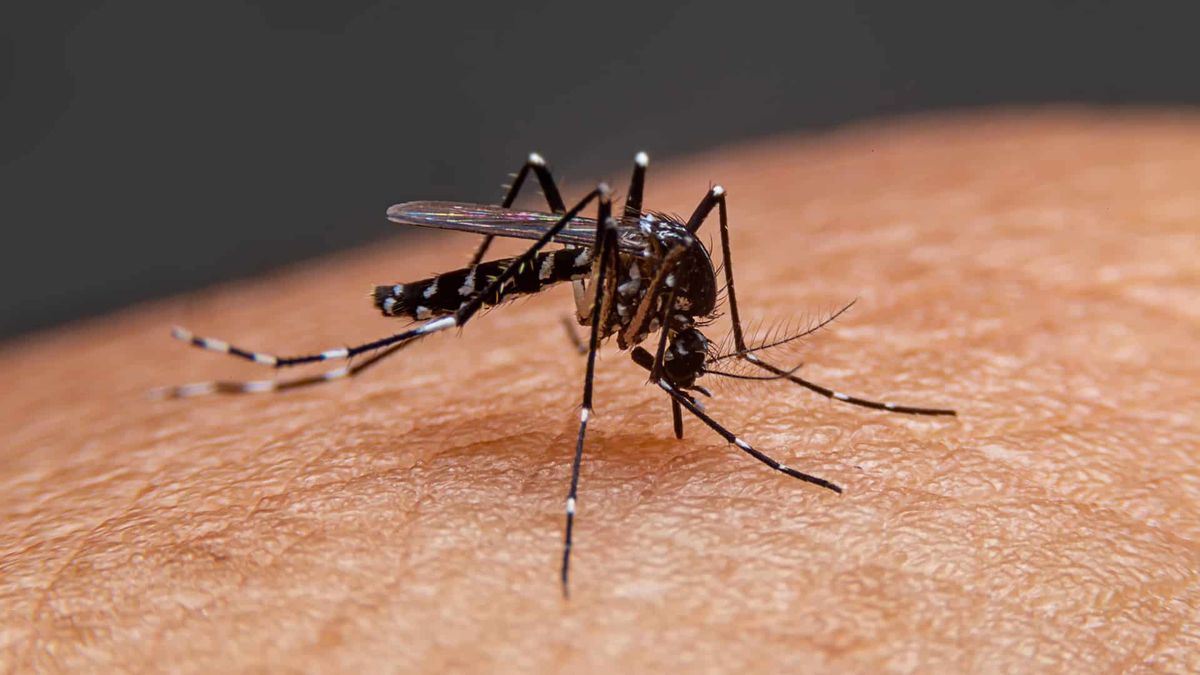Se confirmó un caso de dengue en Jujuy