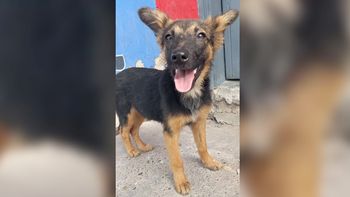 Alto Comedero: una cachorra fue abandonada afuera de un hospital