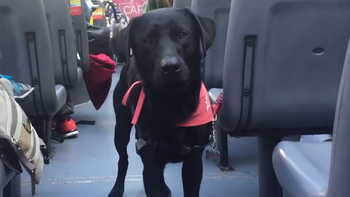 Aprobaron un proyecto para que mascotas de compañía puedan viajar en colectivo