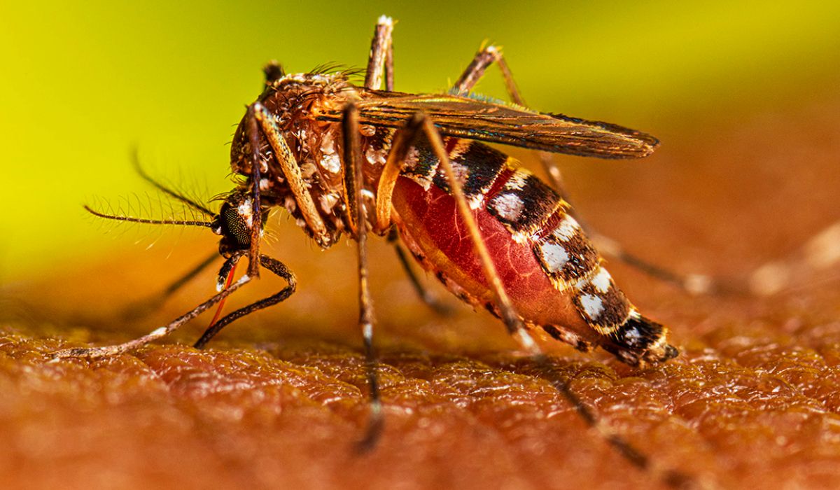 En Jujuy, la campaña de vacunación contra el dengue se realizará casa por casa