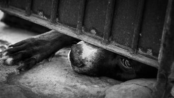 Maltrato animal: mató a su perra preñada abriéndole el vientre con una hoja de afeitar