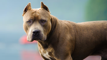 Un hombre murió tirado en la calle mientras su perro pitbull atacaba a los vecinos que intentaban ayudarlo