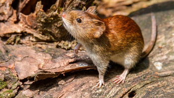 Jujuy registra 3 casos de hantavirus pero se descartó una situación de brote