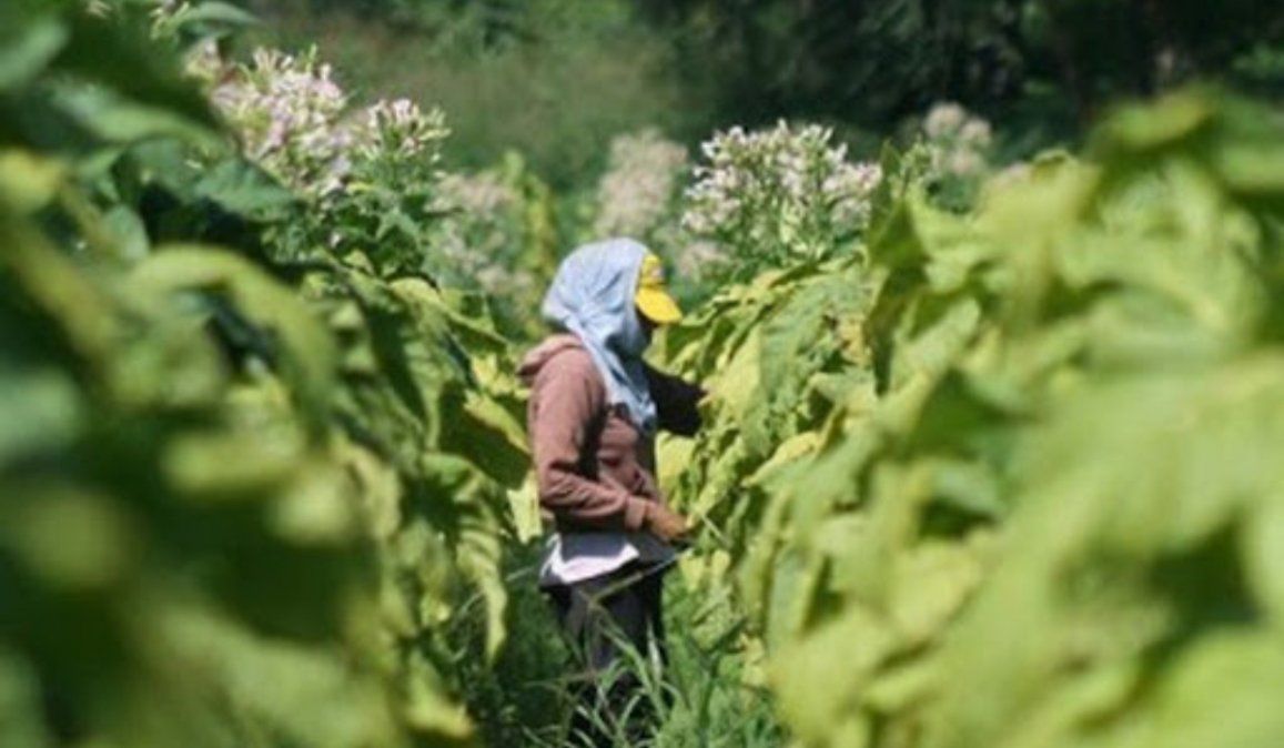 Mientras los productores salteños proyectan, los tabacaleros jujeños se estancan