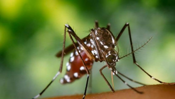 Ya son 49 los casos de Chikungunya en Jujuy