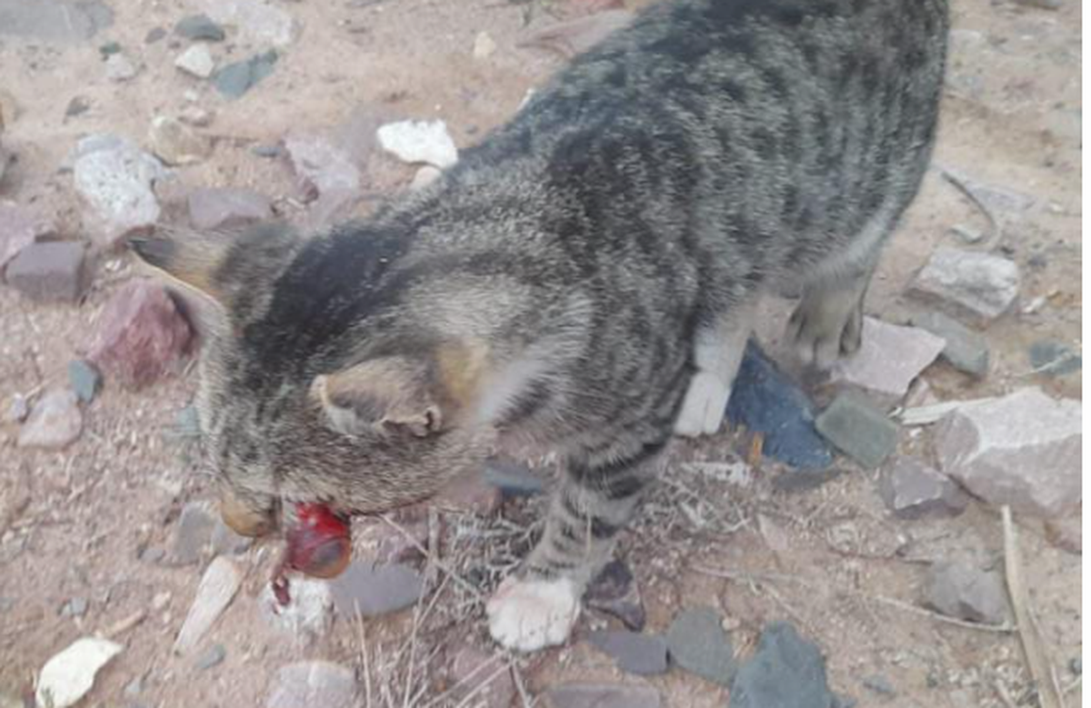 Huacalera: piden ayuda para un gato con una severa herida en un ojo