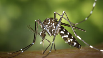 Confirman nuevos casos de Chikungunya en Jujuy