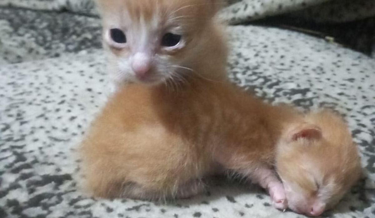 ¡Urgente! Dos gatitos necesitan una mamá nodriza