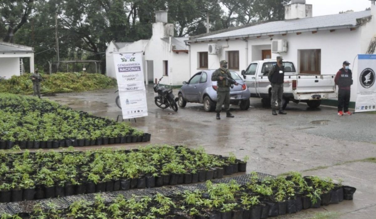 Gendarmería concretó la destrucción total de la marihuana secuestrada en La Caldera