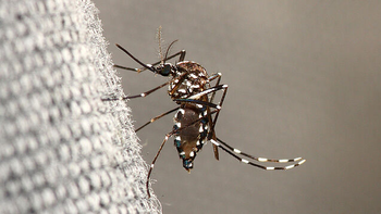 Jujuy registra 122 casos de Chikungunya y 2 de Dengue