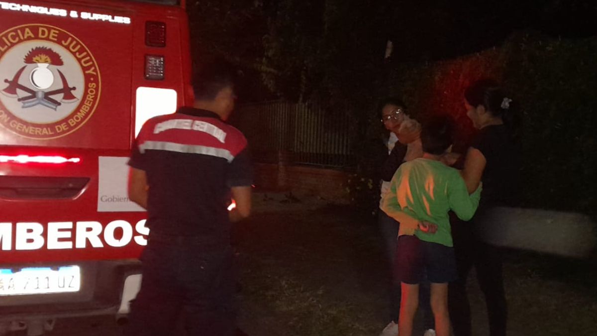 Bomberos jujeños rescataron a un gatito que estaba atrapado en un árbol