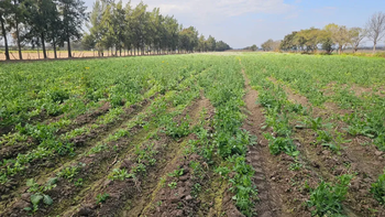 Complicaciones para la producción en Jujuy: falta mano de obra y costos altos