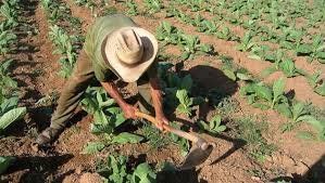 Pequeños productores avalan la emergencia del sector tabacalero