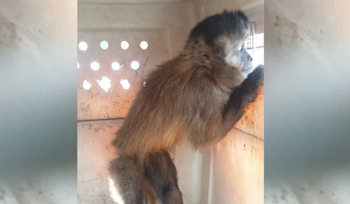 Rescataron un mono caí de una casa en Palpalá